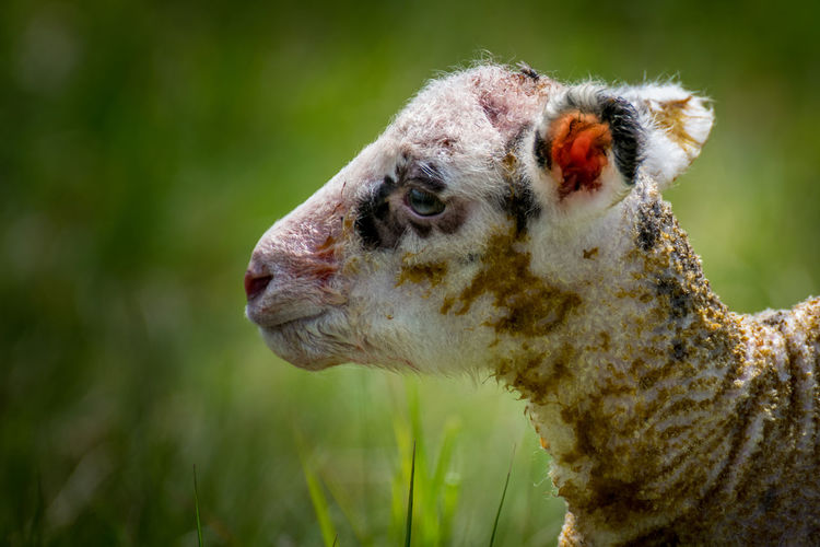 Close-up of lamb on field