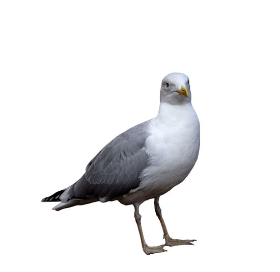 Close-up of seagull perching on white background