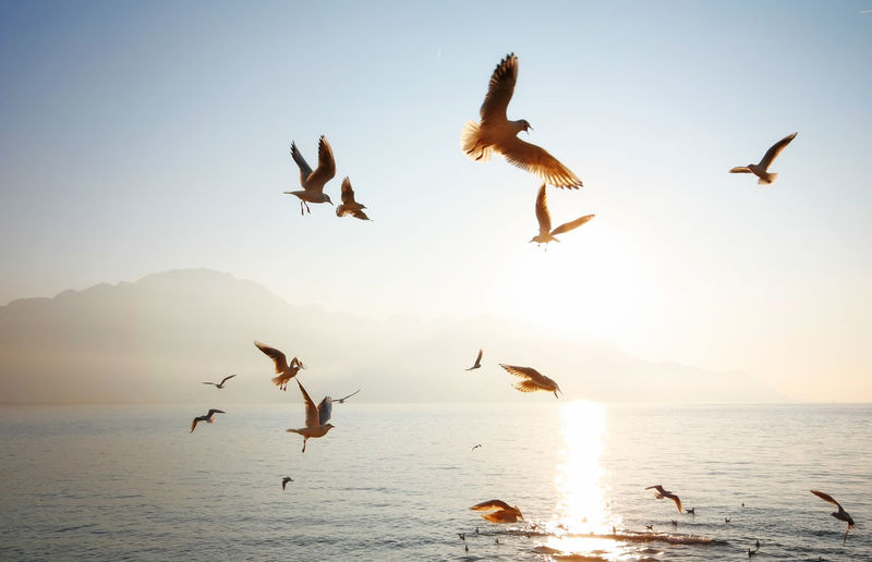 Birds flying above sea