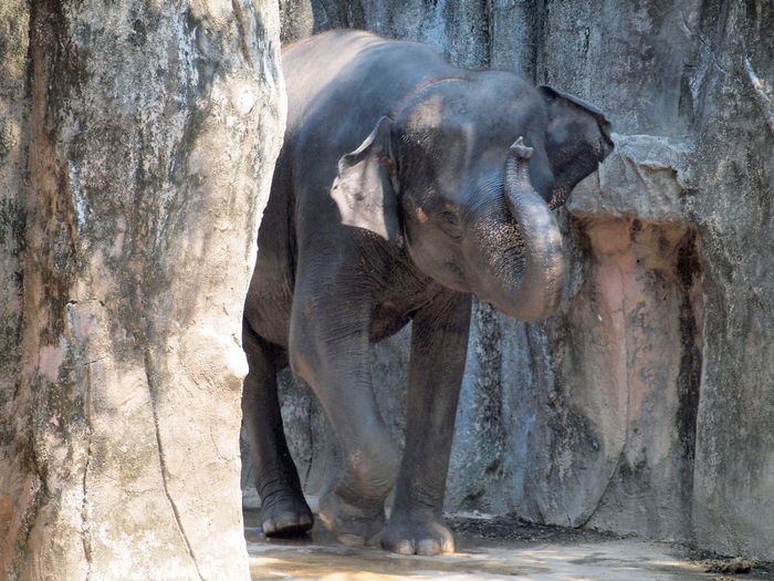 View of elephant at zoo