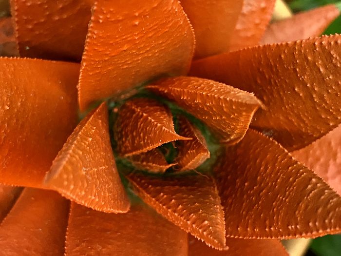 Full frame shot of orange leaves