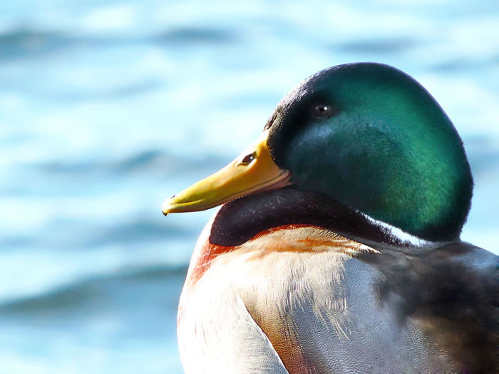 Close-up of a duck in a lake
