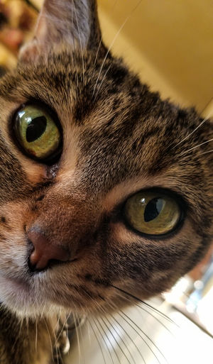 Close-up portrait of a cat