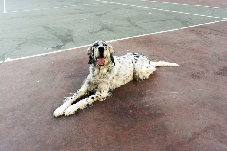 High angle portrait of a dog