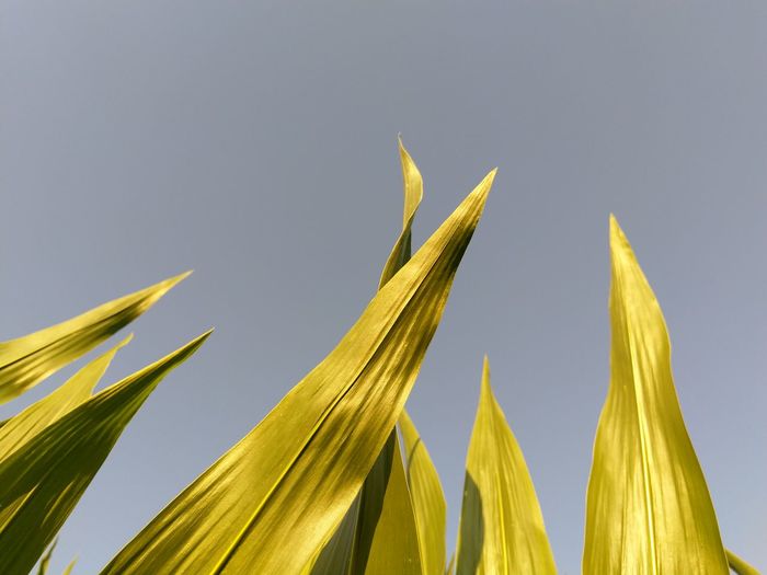 Low angle view of yellow leaves against sky