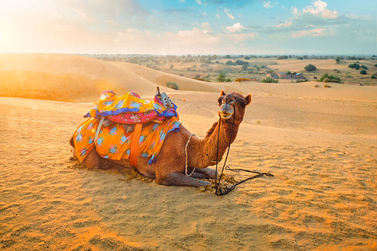 Camel on desert