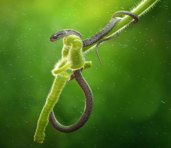 Close-up of snake on tendril