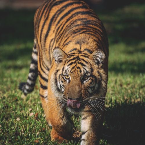 Close-up of tiger on grass field