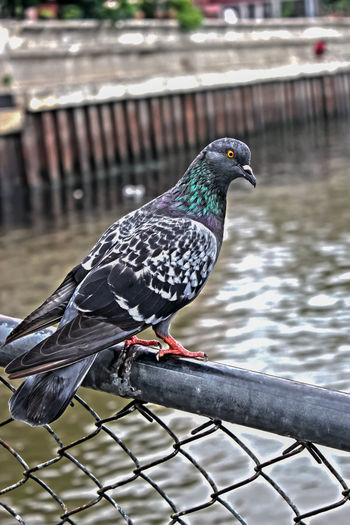 Close-up of bird perching on water