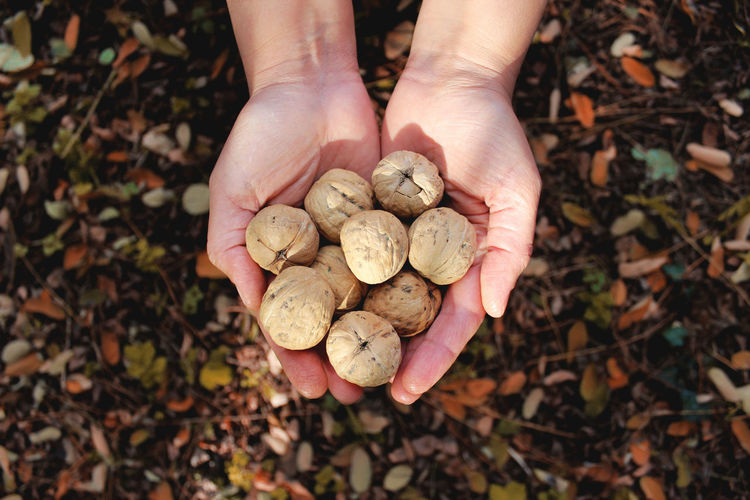 Close-up of hand holding walnuts