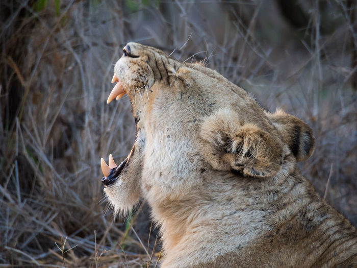 Close-up of female lion yawning, kruger national park, south africa