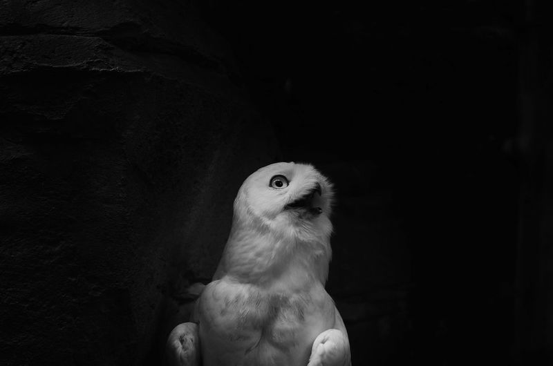 Close-up of bird looking away against black background