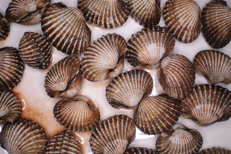 Close-up of scallop in plate