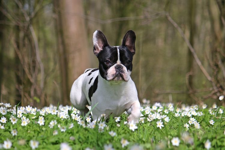 Close-up of dog running amidst flowers at park