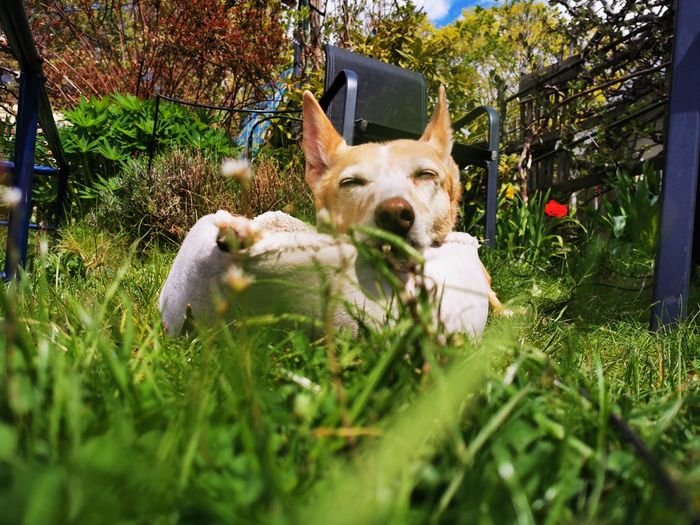 View of a dog relaxing on grass