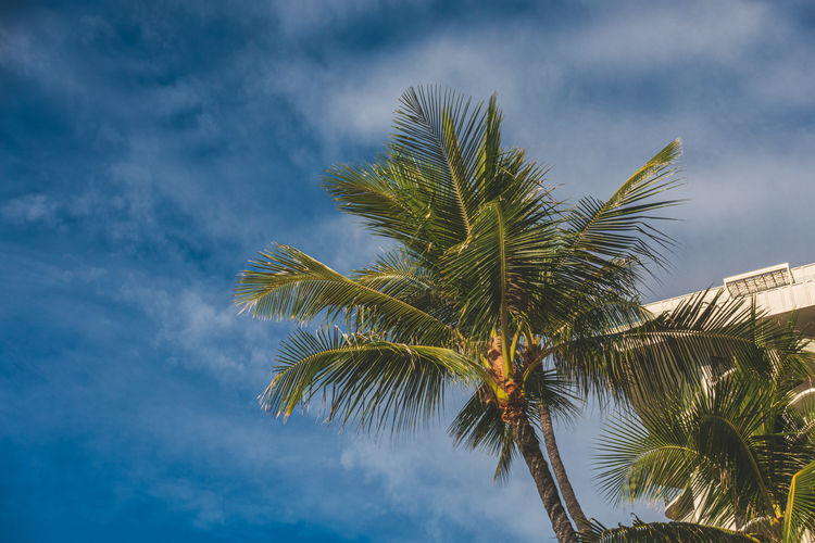 Low angle view of palm tree against sky