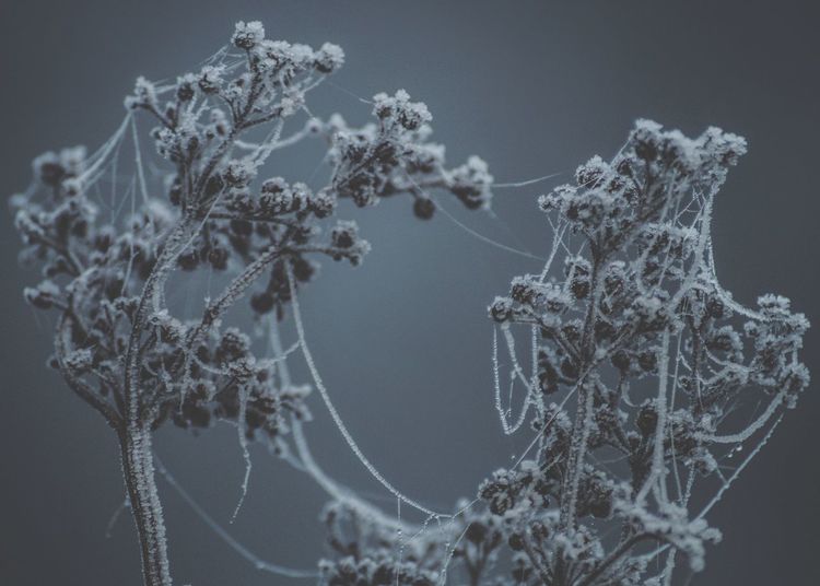 Close-up of plant against gray background - icy, frosty
