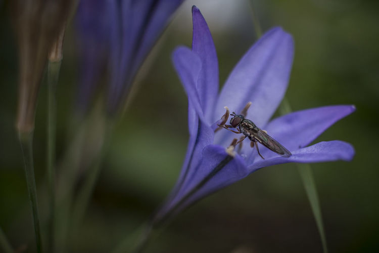 Close-up of fly on purple flower