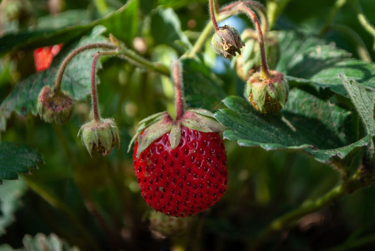 Close-up of strawberry hanging on plant