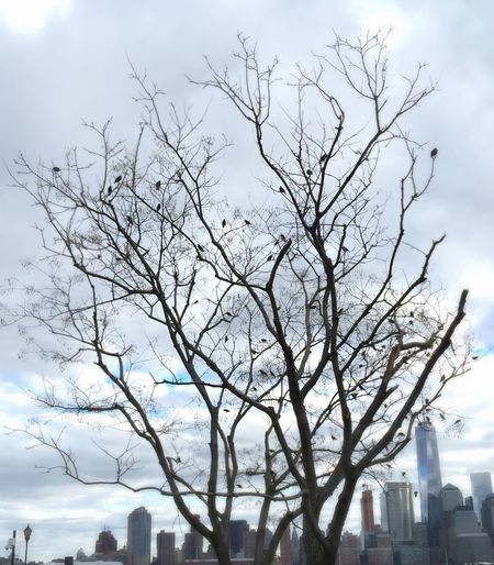 Low angle view of bare trees against sky