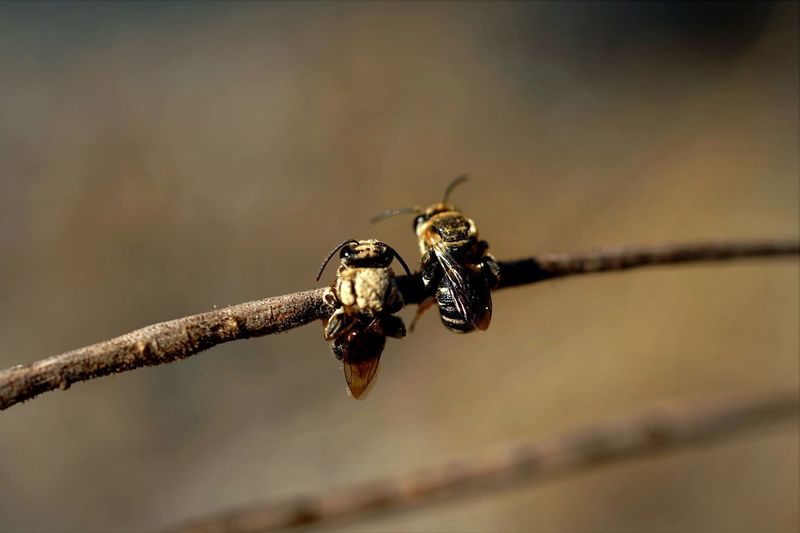 Close-up of bee on branch