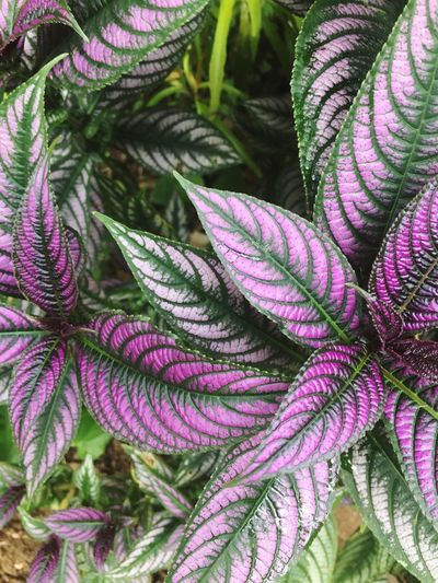 Close-up of purple flowers