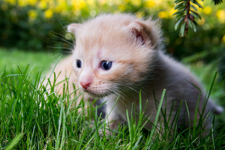 Close-up portrait of kitten lying on grass