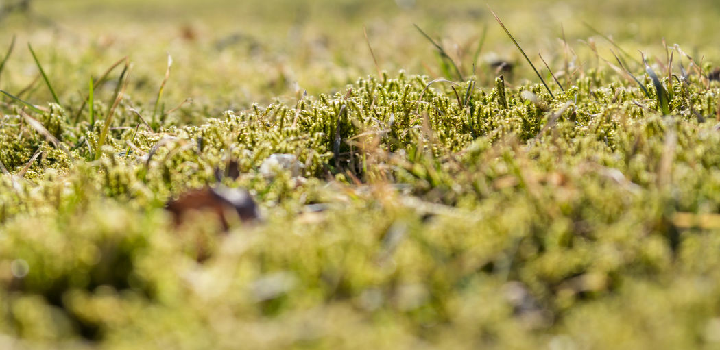 Plants growing on grassy field