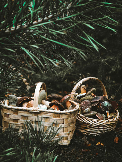Mushrooms baskets on land