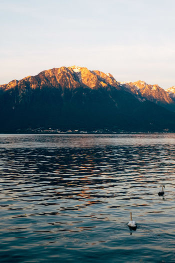 Ducks in lake against mountain 