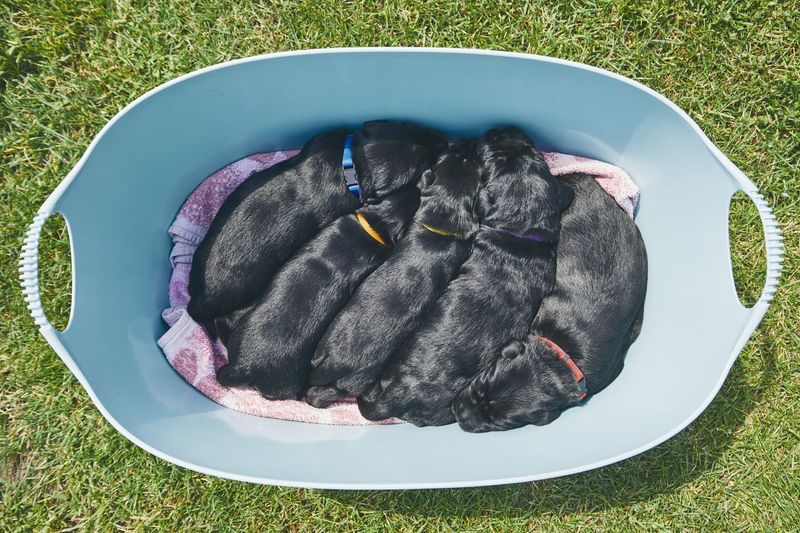High angle view of dog on field