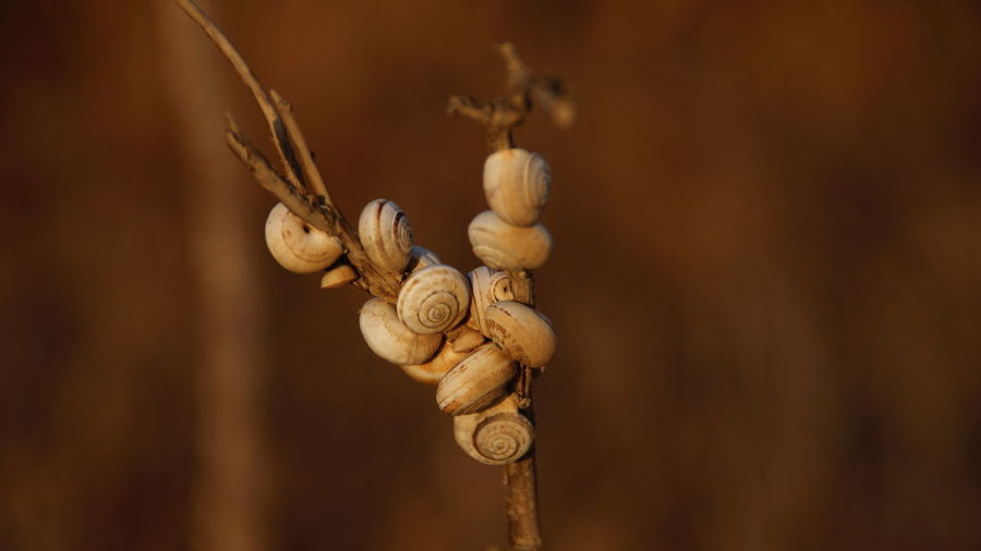 Close-up of snail shells on twig