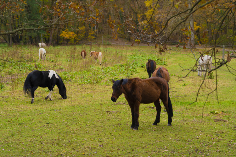 Horses in autumn on a green meadow