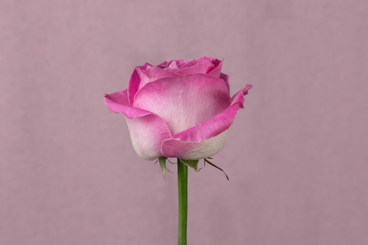 Pink rose against pink background