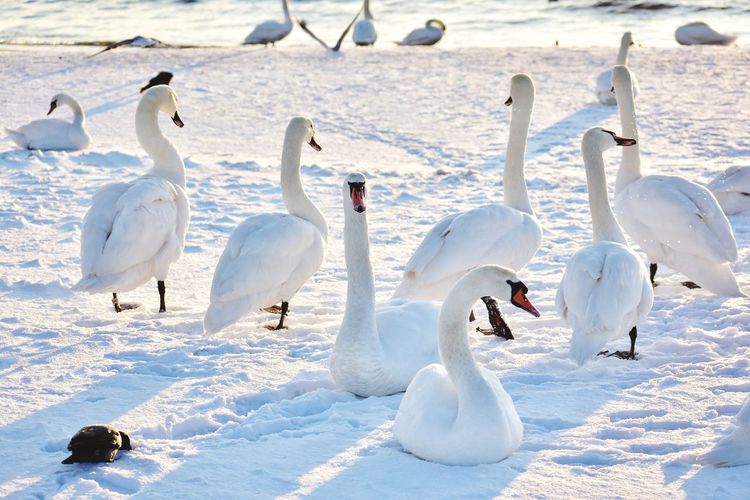 View of swans on snow