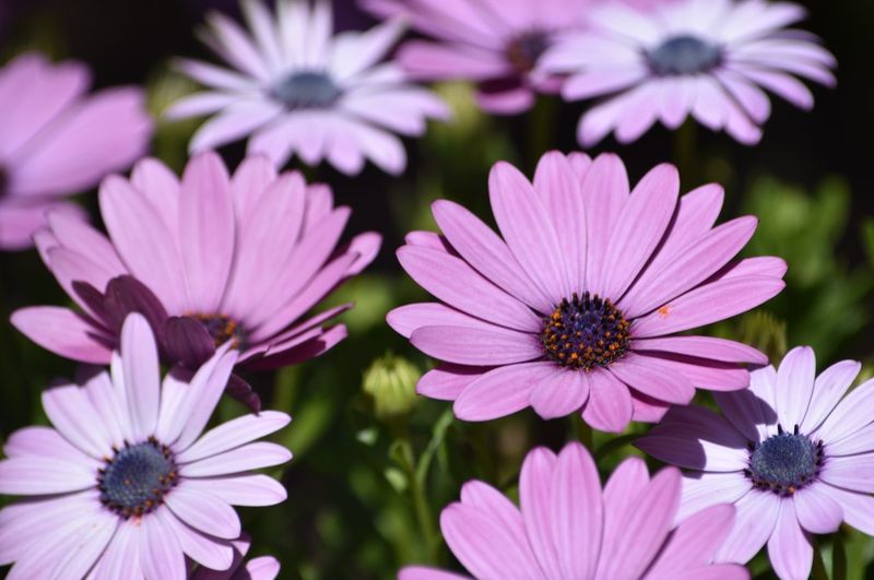 Close-up of pink flowers