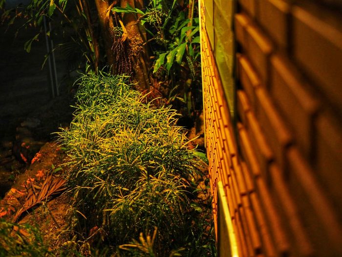 High angle view of bamboo trees