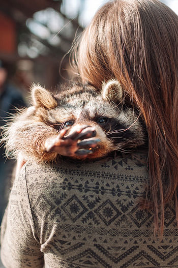 A cute raccoon lies on the girl's shoulder and stretches its paw to the camera.