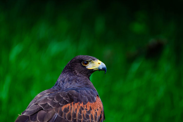 Close-up of hawk perching outdoors