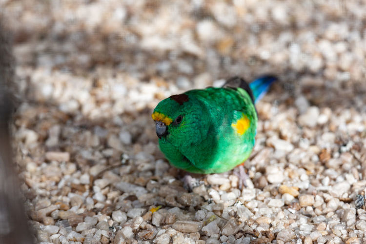 High angle view of a bird
