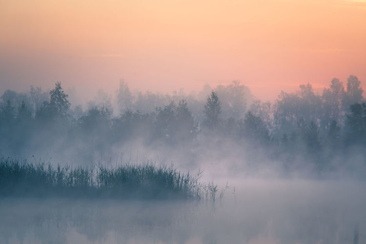 A beautiful, colorful landscape of a misty swamp during the sunrise.