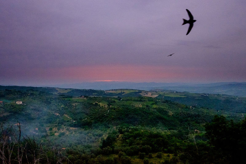 Bird flying over landscape against sky during sunset