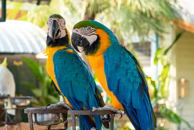 Close-up of blue parrot perching on tree
