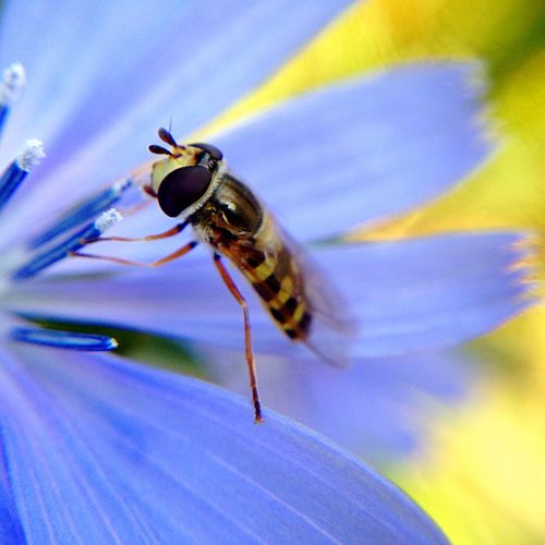 Close-up of hoverfly on purple flower