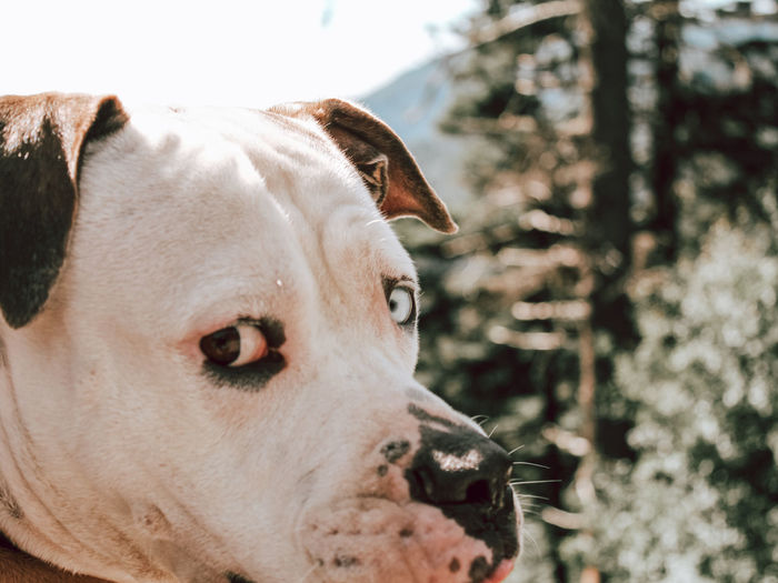 American bull dog in the smokie mountains.