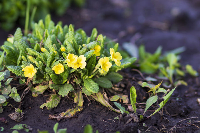 Close-up of yellow flowering plant on field