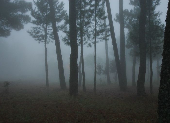 Trees in forest