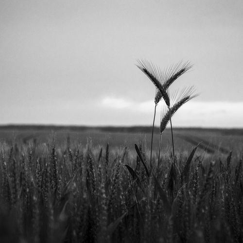 Scenic view of wheat field against sky