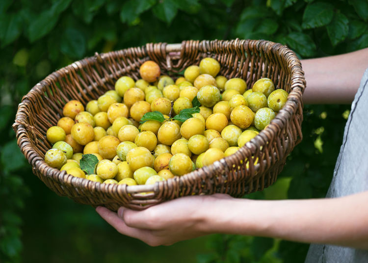 Old wicker basket full of freshly harvested organic mini yellow plums in the girls hands.