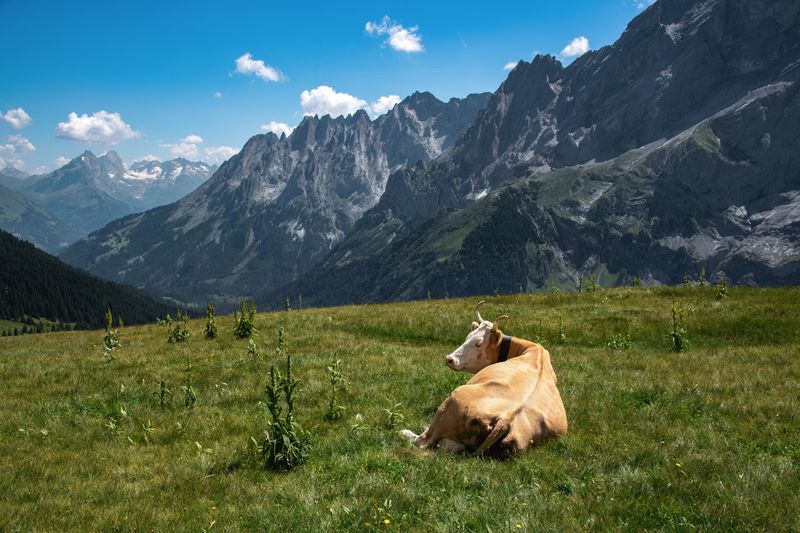Cow resting on field against mountains